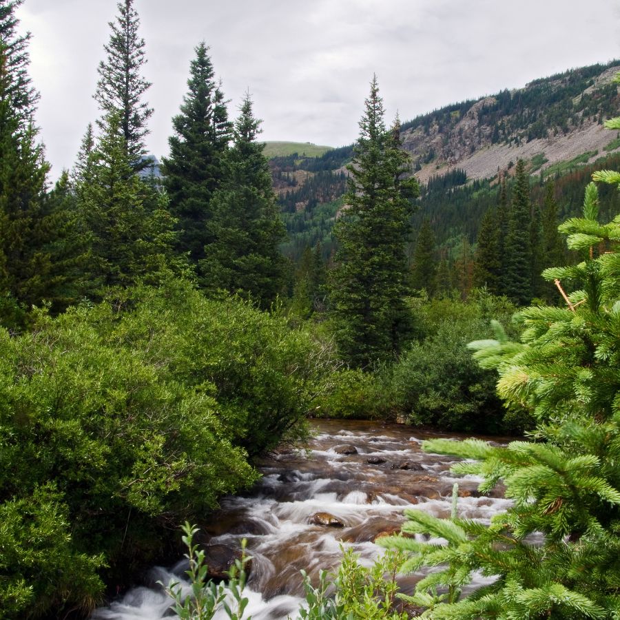 stream among conifer trees and bushes in Arapaho National Forest, Colorado