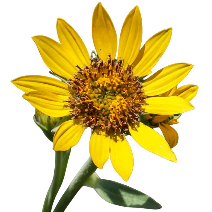 yellow arrowleaf balsamroot flower