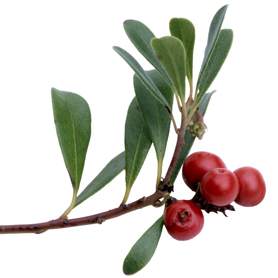 four red bearberries with leaves on a branch