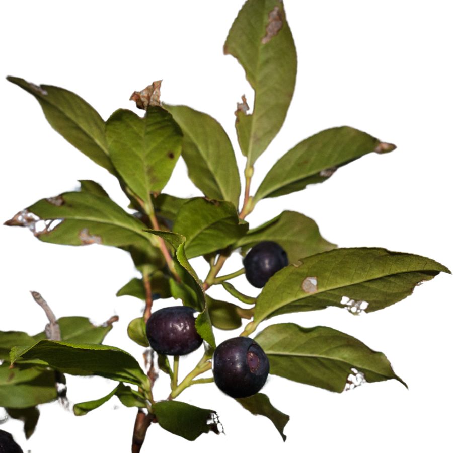 three black huckleberries with green leaves