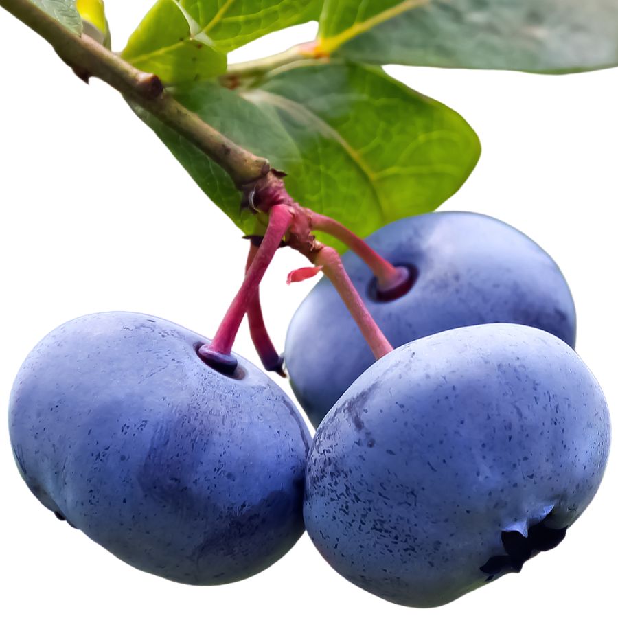 three bog blueberries on a leafy stem