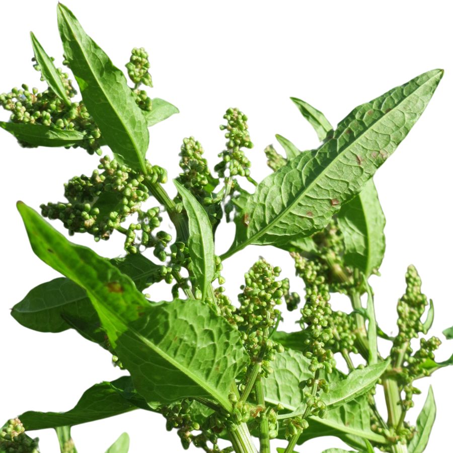 broadleaf dock plant