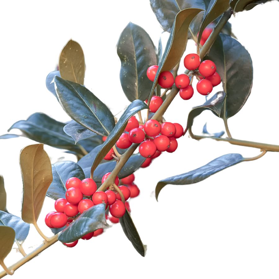 several red buffaloberries and green leaves on a branch