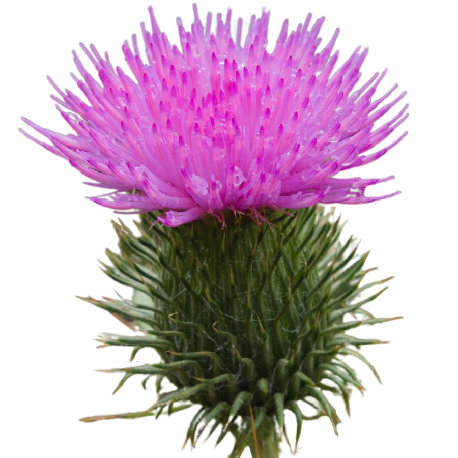 pink-purple bull thistle