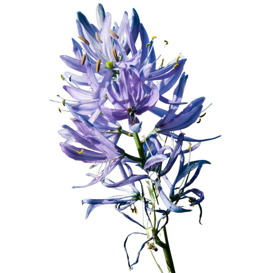 several purple camas flowers on a stalk