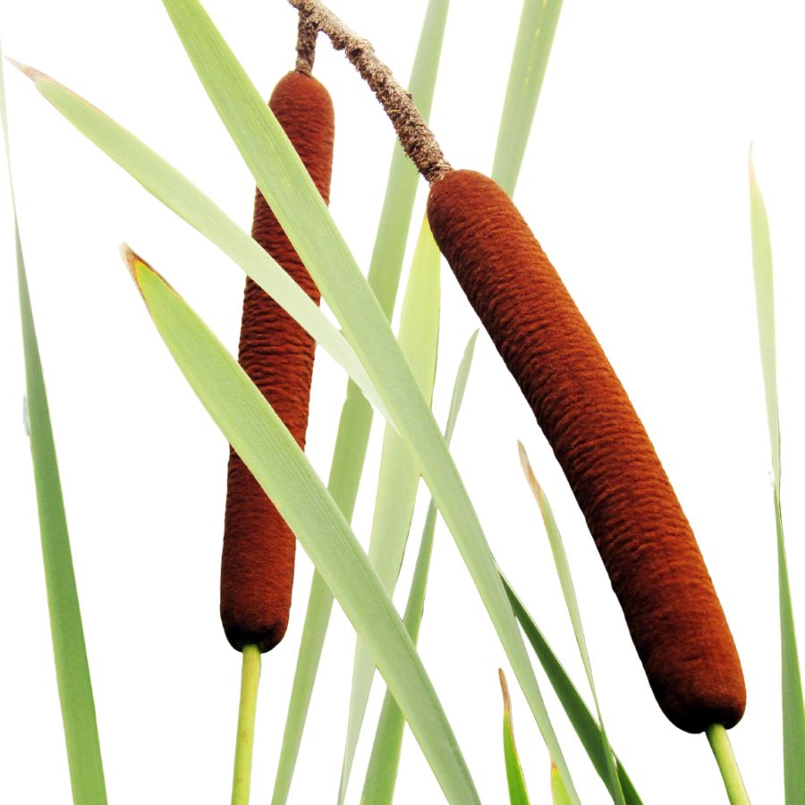 two cattails