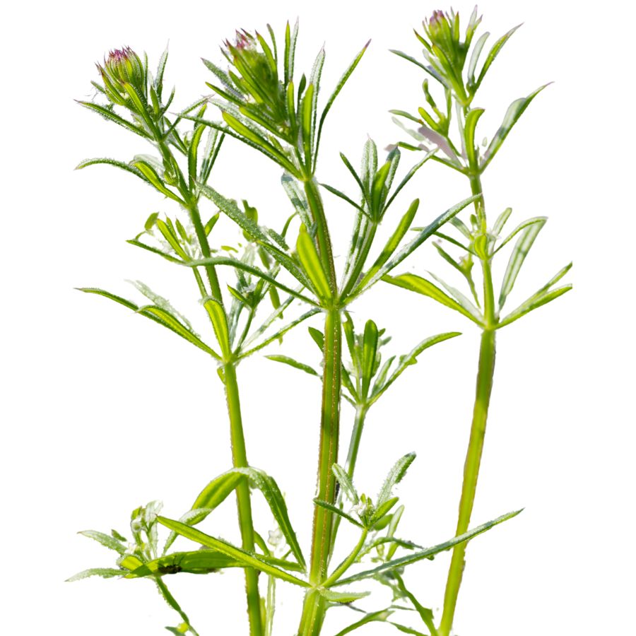 three cleaver plant stalks