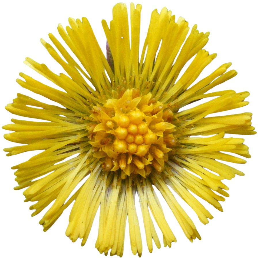 yellow coltsfoot flower