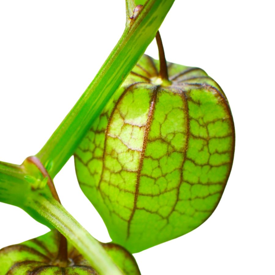 green common groundcherry fruit
