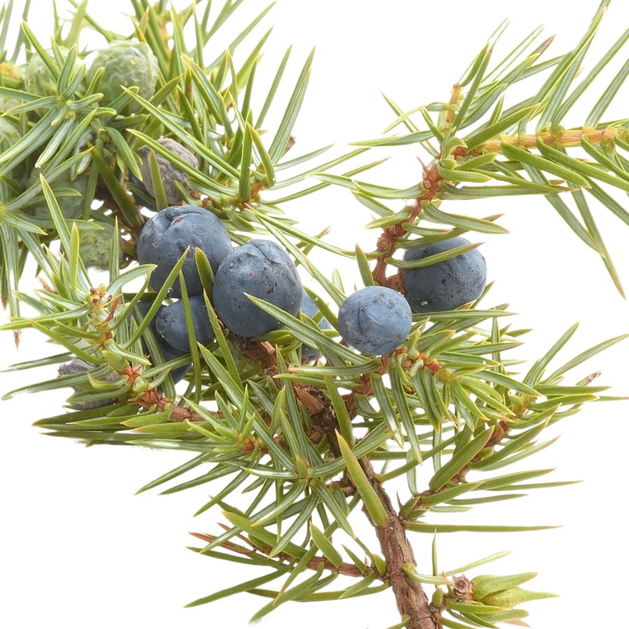 blue common juniper berries and needles on a branch