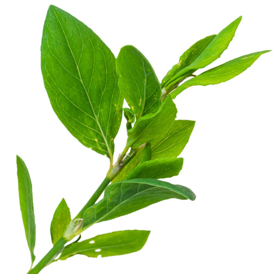 several green common knotgrass leaves