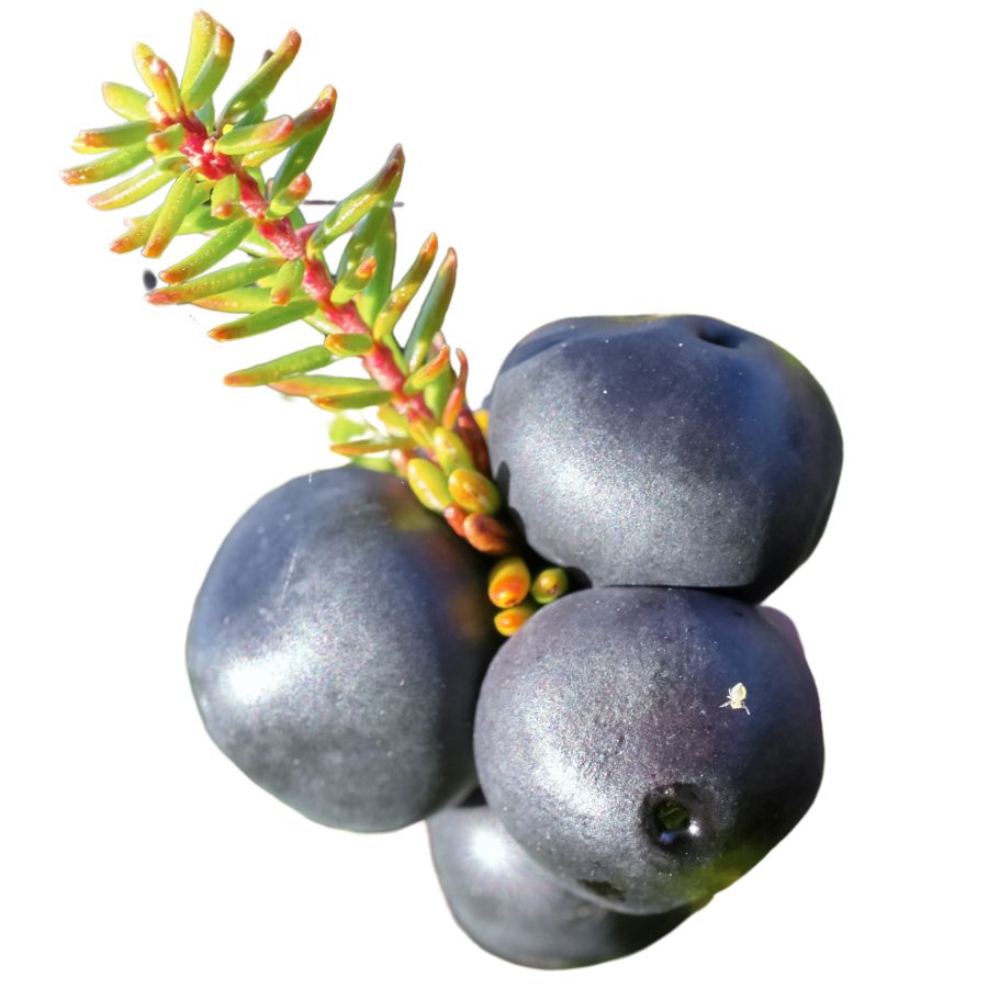 four black crowberries