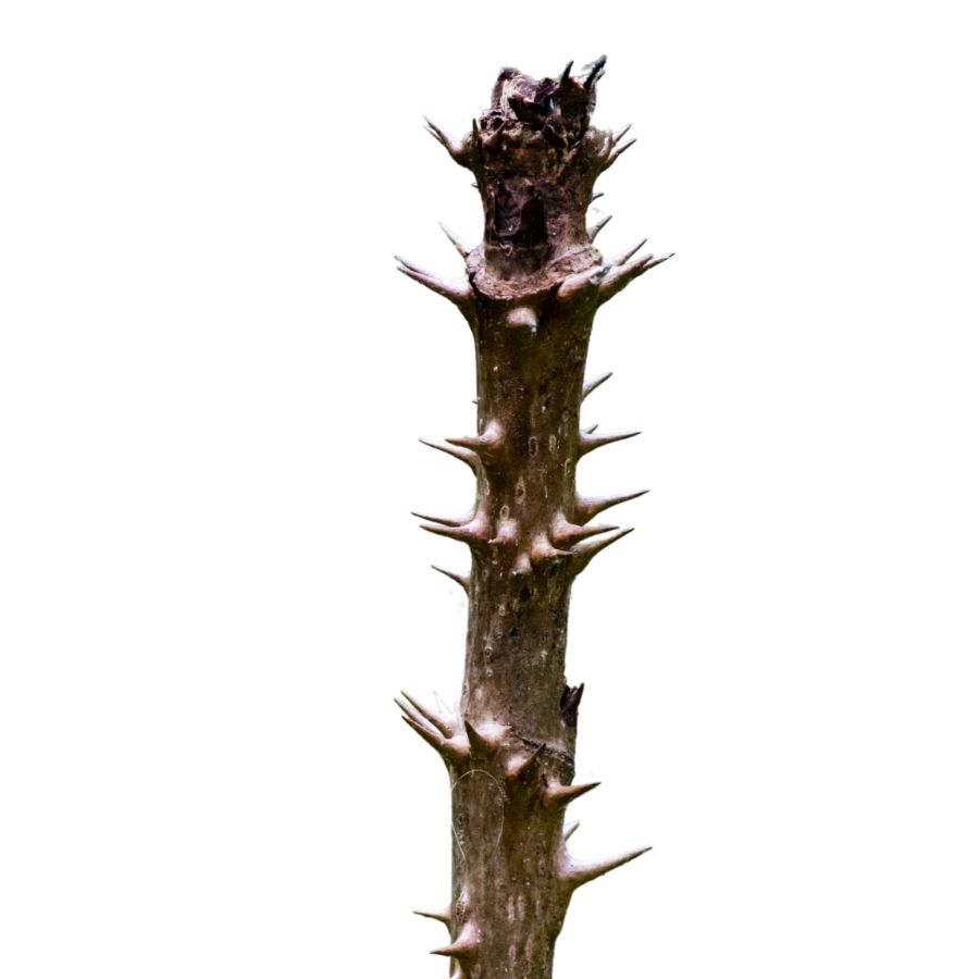 Devil's Walking Stick Aralia Spinosa