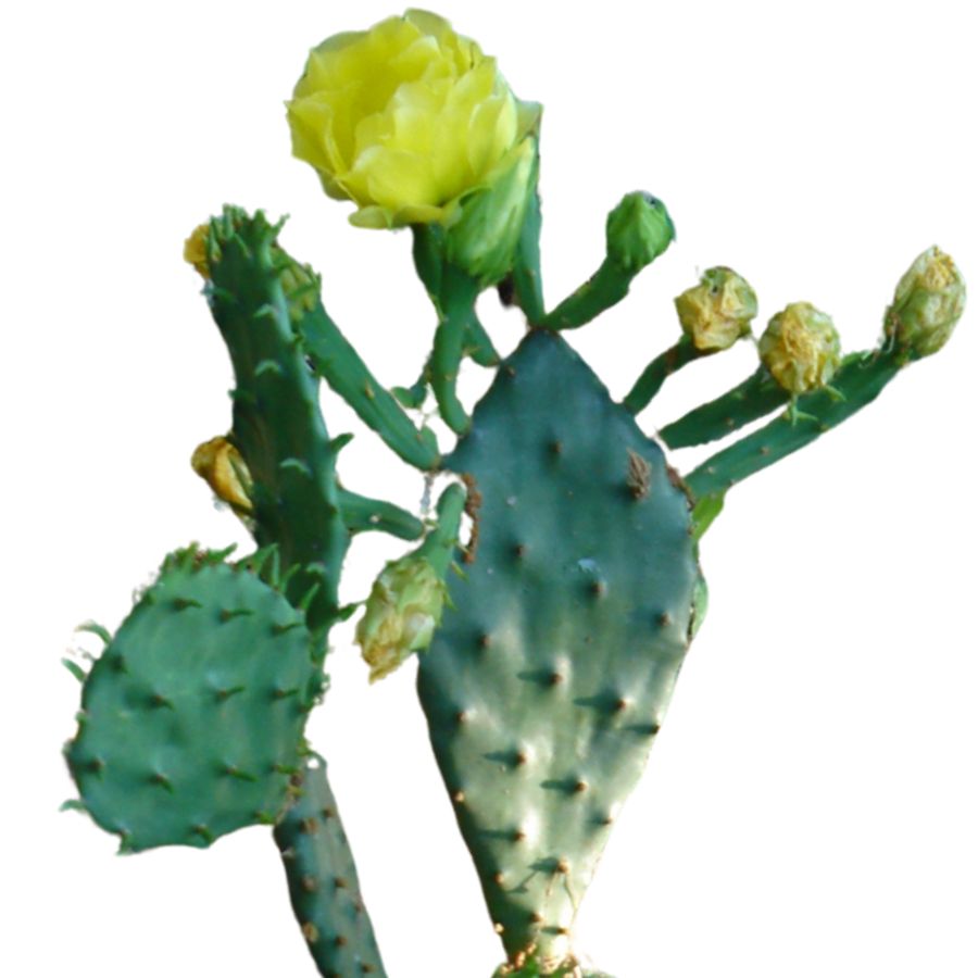 eastern prickly pear cactus with yellow flowers
