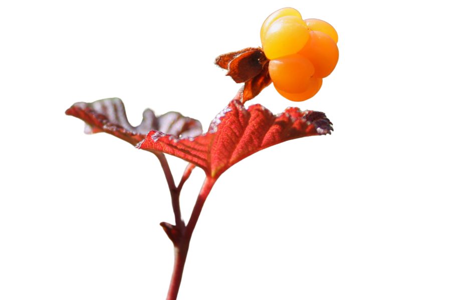 Orange Cloudberry on stem