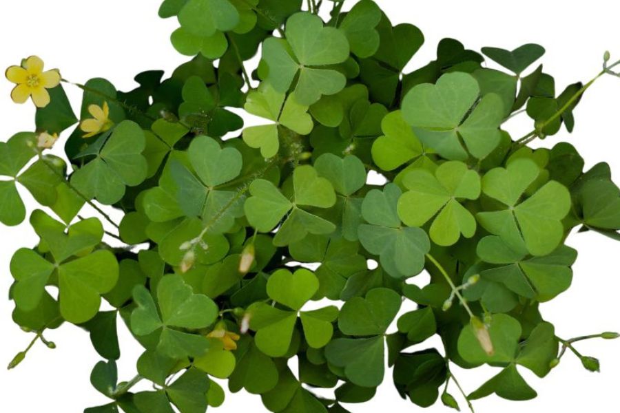 Green wood sorrel leaves