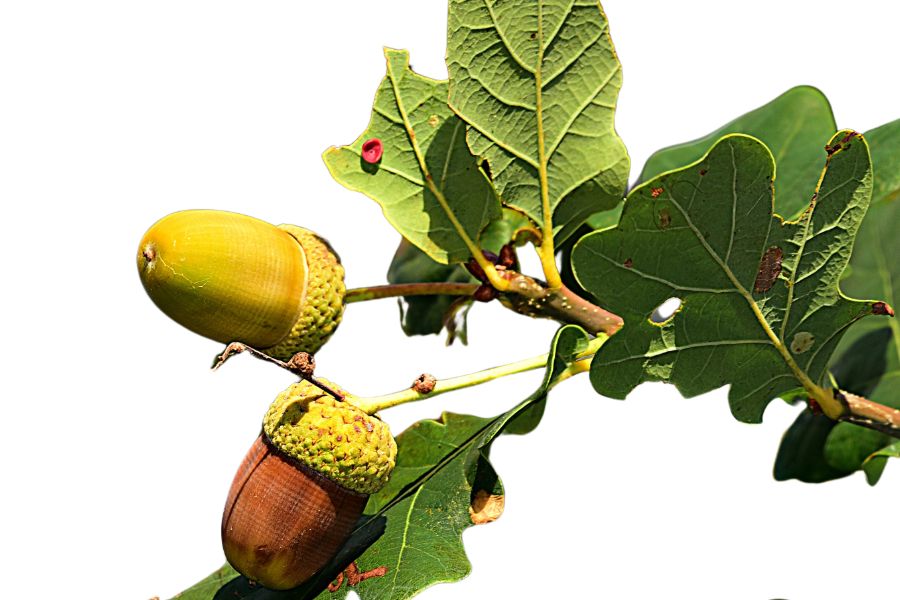 Acorns on oak branch