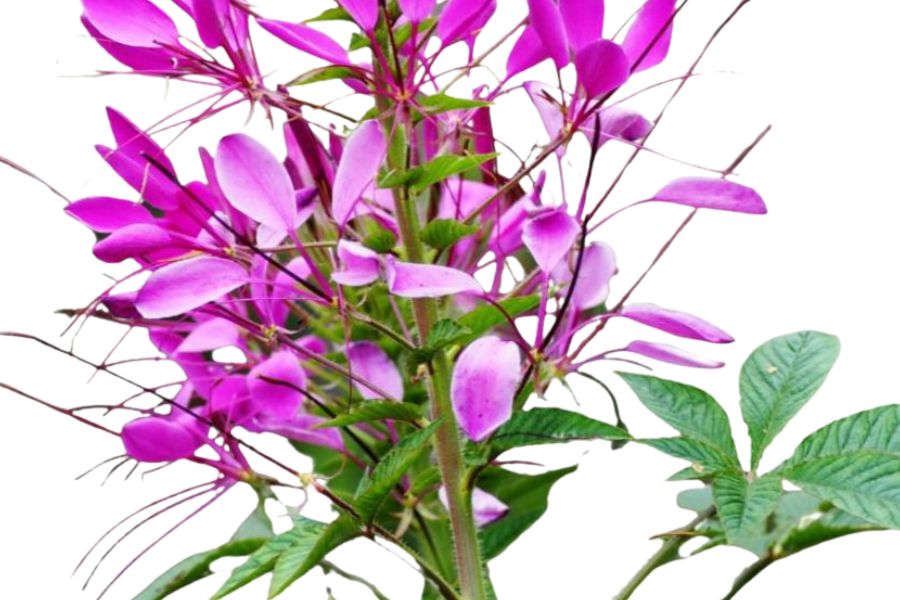 Pink beeplant in bloom