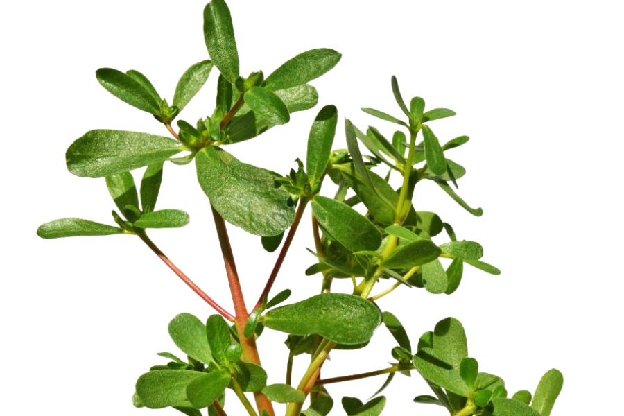 Purslane edible wild plant