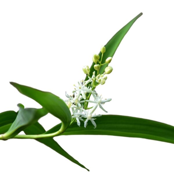 45 Wild Edible Plants You Can Forage in Arkansas
