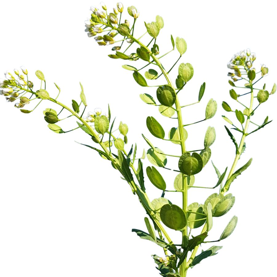 three field pennycress stalks
