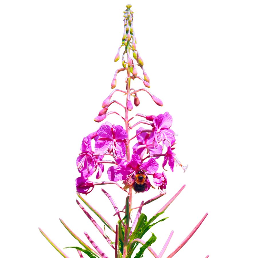 pink fireweed blooms