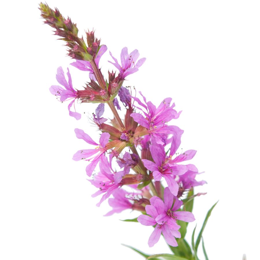 pink fireweed blooms