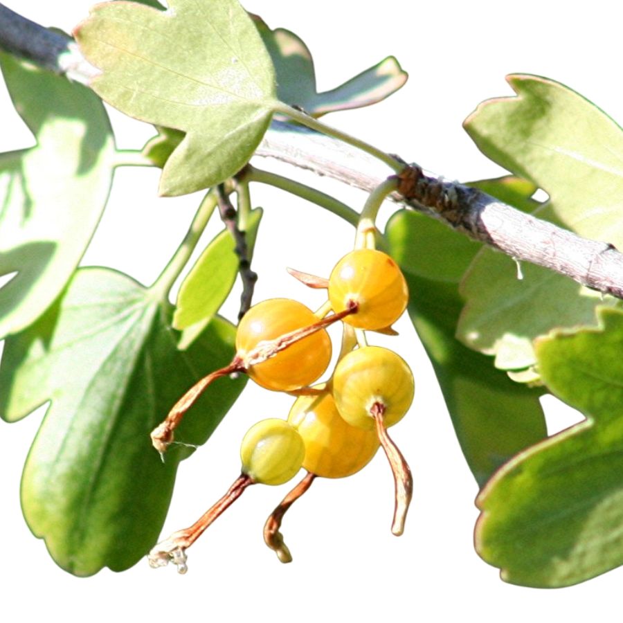 five golden currant berries and green leaves on a branch