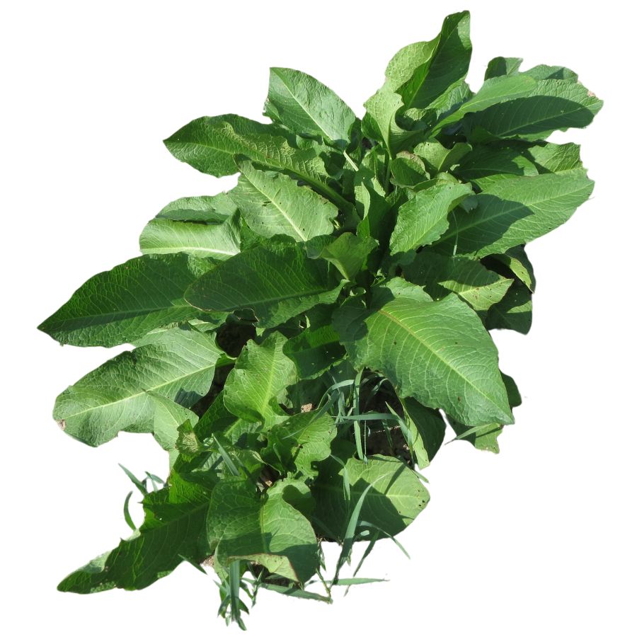 green horseradish plant