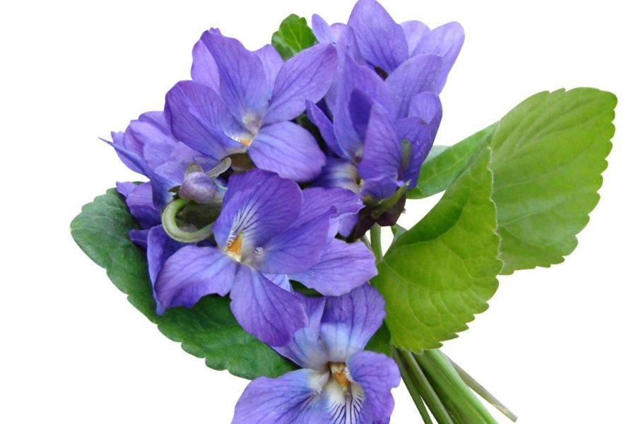 Wild violet flowers