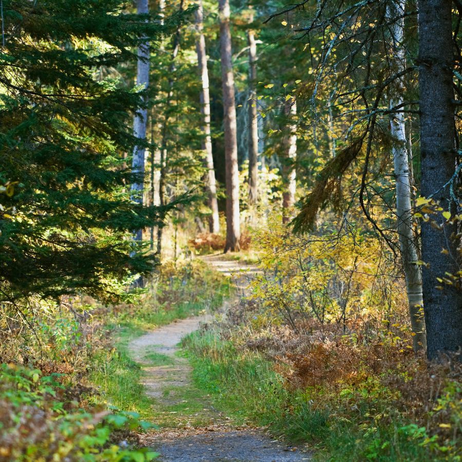 foot trail in Itasca State Park, Minnesota