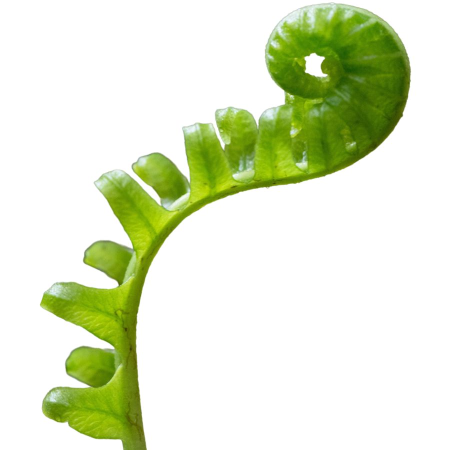 young licorice fern curled at the tip