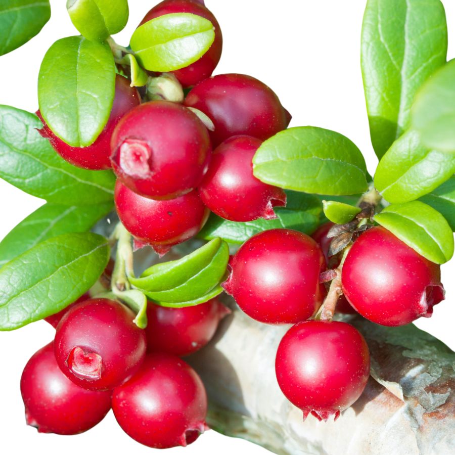 several red lingonberries on a leafy branch