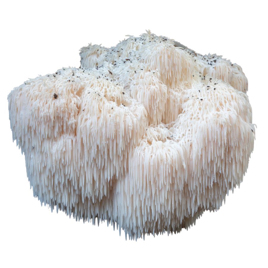 White lion's mane mushroom