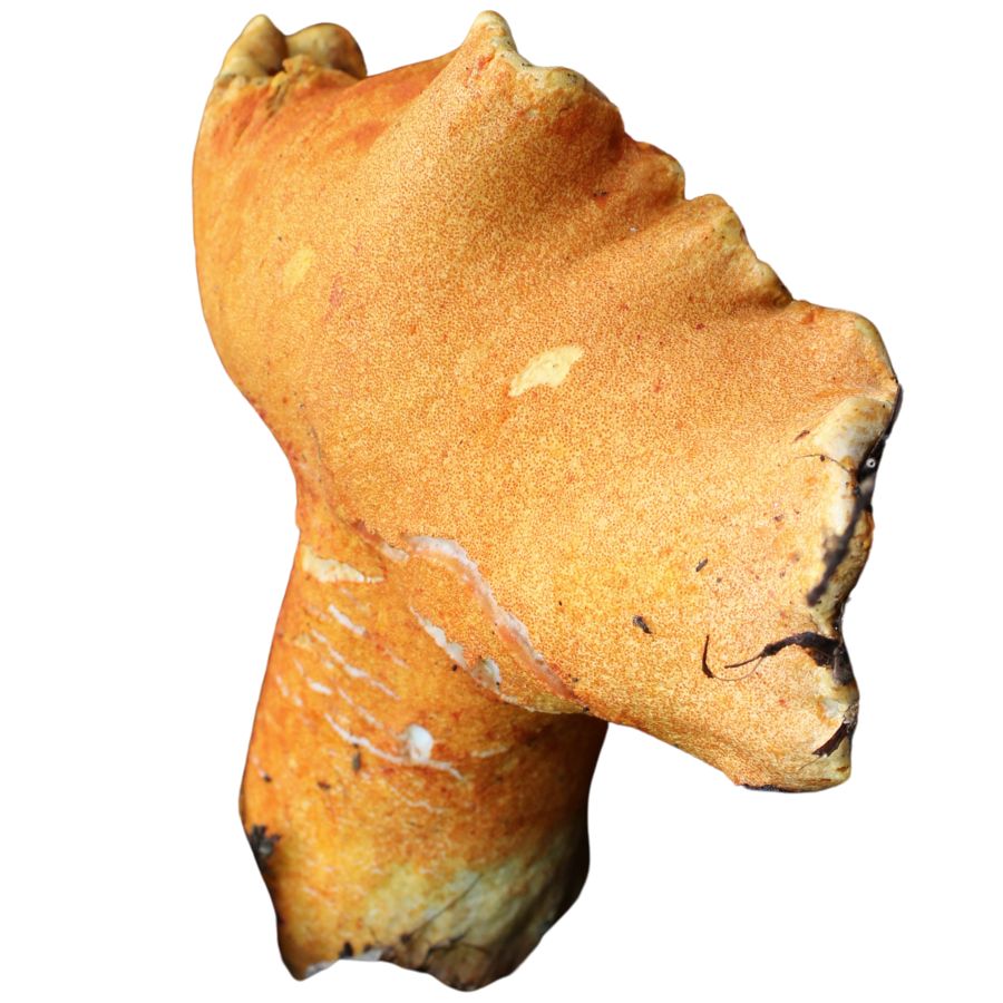 orange lobster mushroom