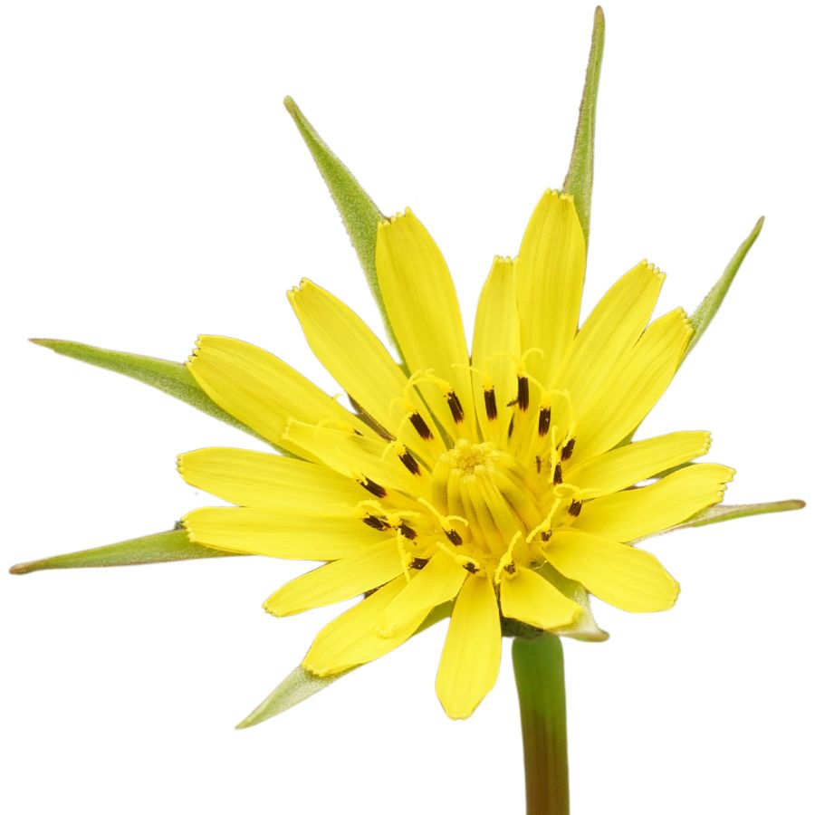 yellow meadow salsify flower