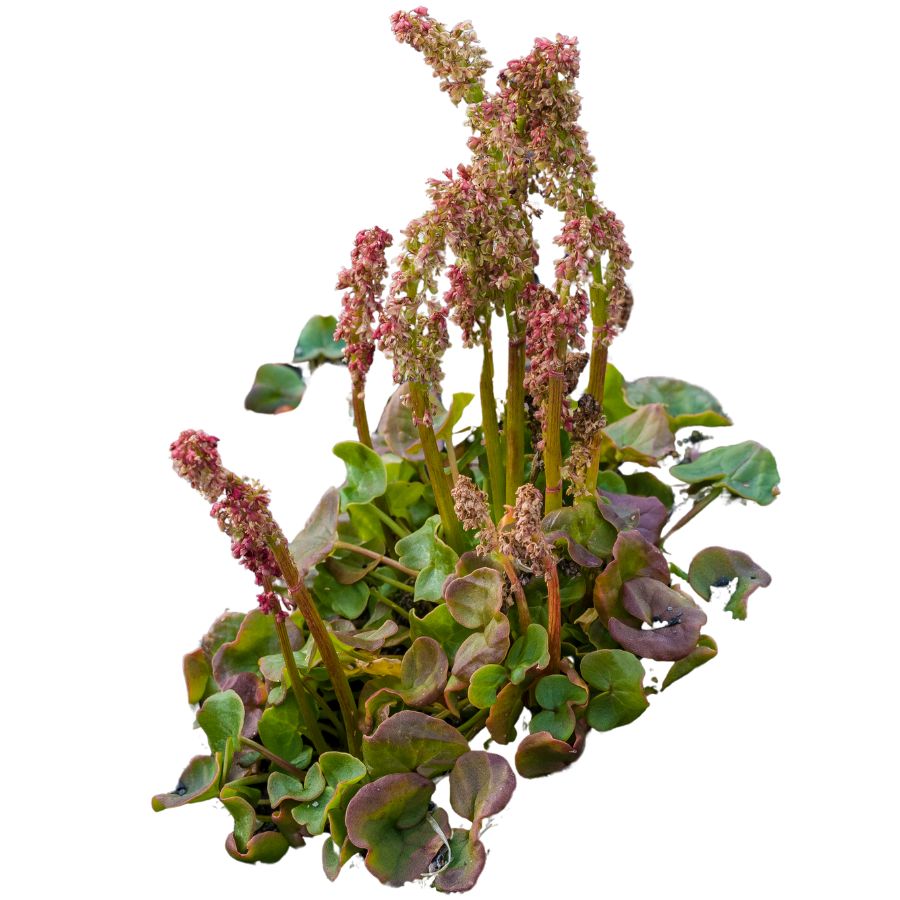 mountain sorrel plant