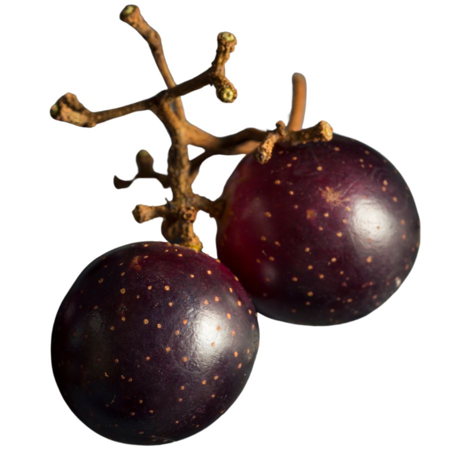 two deep purple muscadine grapes