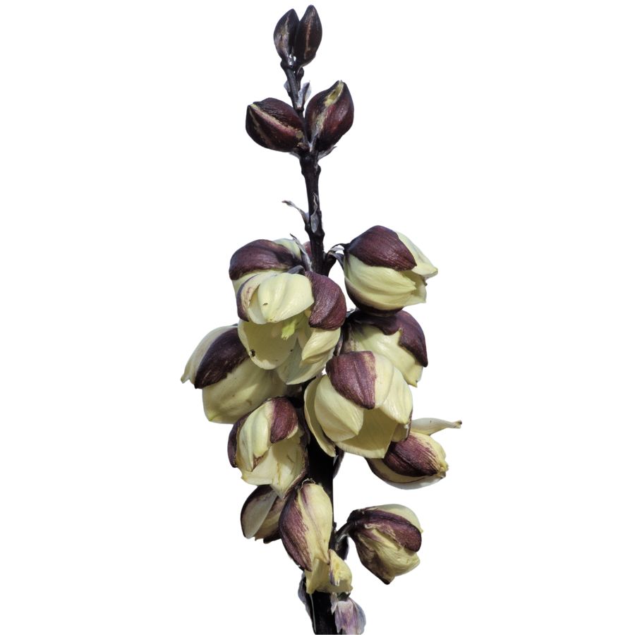 several white and black narrowlead yucca flowers on a stalk