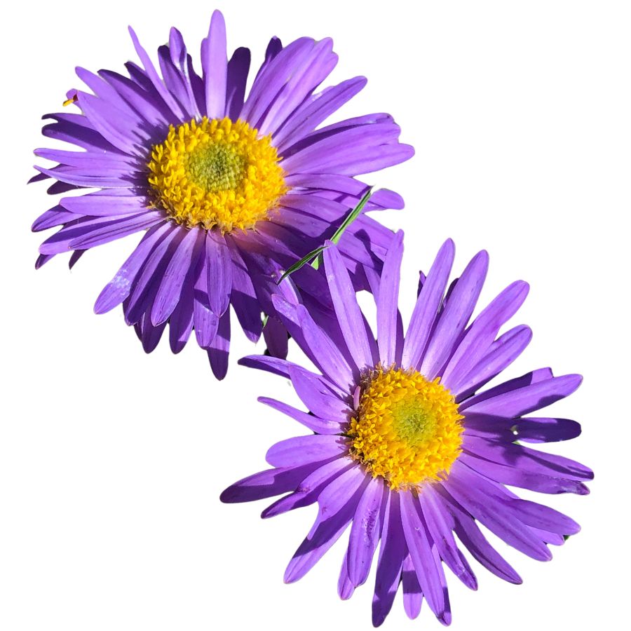 two purple New England asters