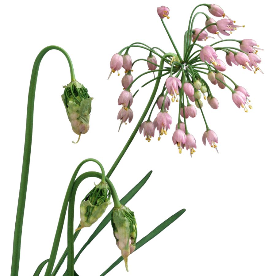 nodding onion flowers
