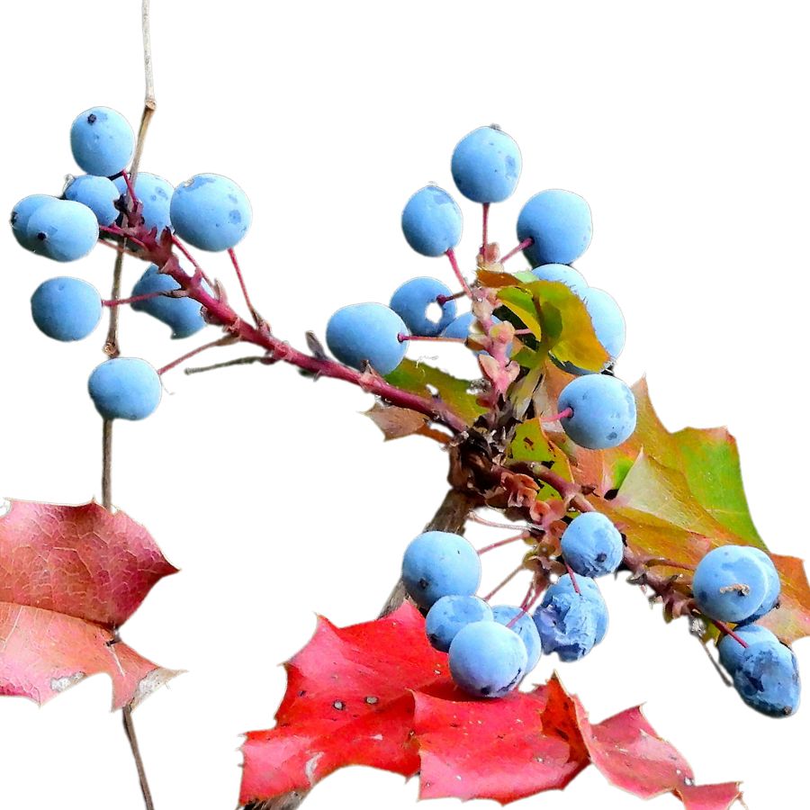 several blue Oregon grapes on a branch