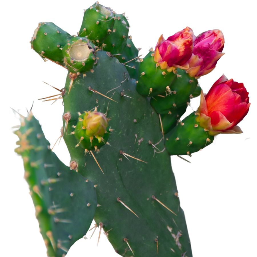 plains pricklypear cactus with red flowers