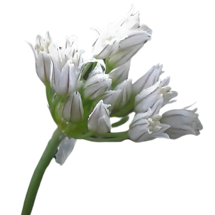 white prairie onion flowers