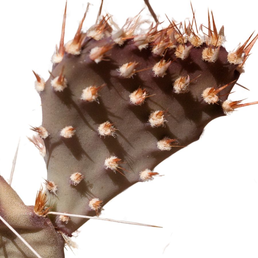 prairie prickly pear cactus pad