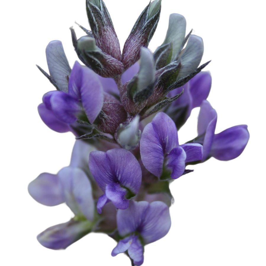 purple prairie turnip flower cluster