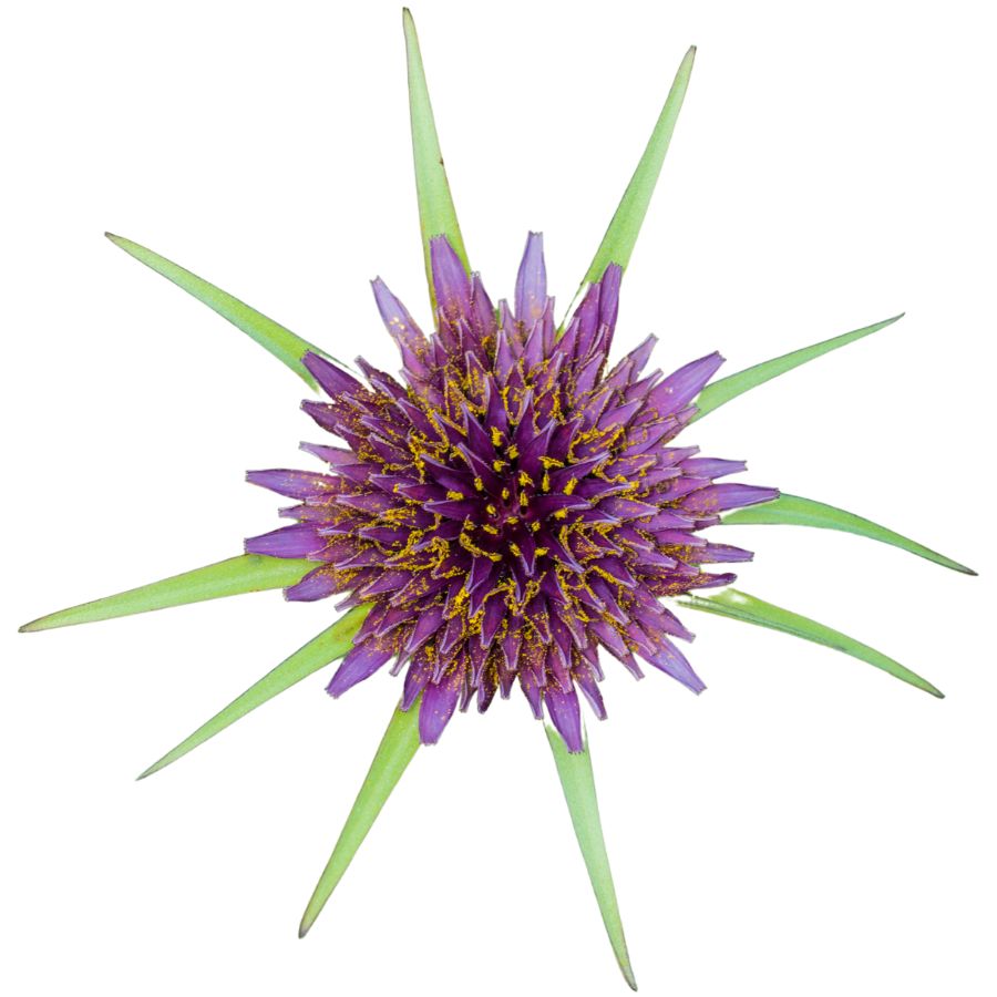 purple salsify flower