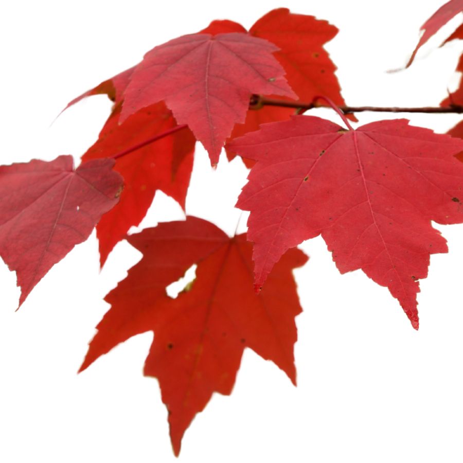 several red maple leaves