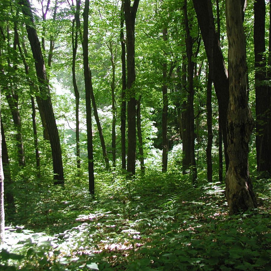 trees in woods in Richard J. Dorer Memorial Hardwood State Forest, Minnesota