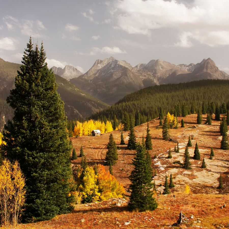 conifer trees with mountains in the background in Rio Grande National Forest, Colorado